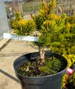 Pinus mugo 'Winter Gold'