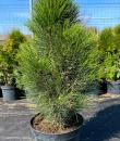 Pinus nigra „Green tower”