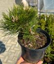 Pinus nigra „Nana”