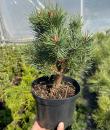 Pinus silvestris „Watererii”