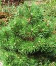 Pinus nigra „Nana”