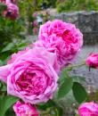 Comte de Chambord