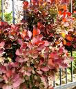 Cotinus