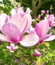 Magnolia „Soulangeana”