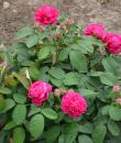 Rose de Rescht