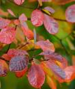Frunze de cotinus toamna