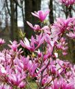 Magnolia „Susan”
