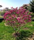 Magnolia obovata „Purpurea”