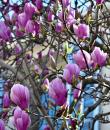 Magnolia „Soulangeana”