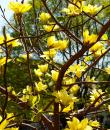 Magnolia galbenă