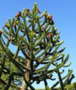 Pin de Chille (Araucaria)