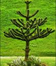 Pin de Chille (Araucaria)