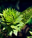 Pin de Chille (Araucaria)