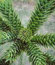 Pin de Chille (Araucaria)