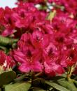 Rhododendron roșu