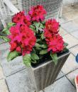 Rhododendron roșu