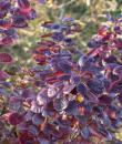 cotinus