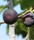 Smochine negre