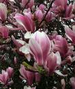 Magnolia „Soulangeana”