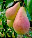 Păr Harrow Sweet