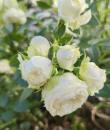 Lemon peony