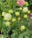 Lemon peony